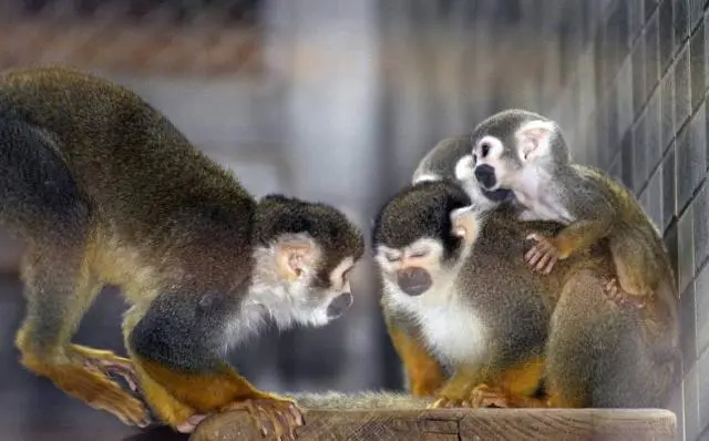 美国动物园，12只松鼠猴不翼而飞