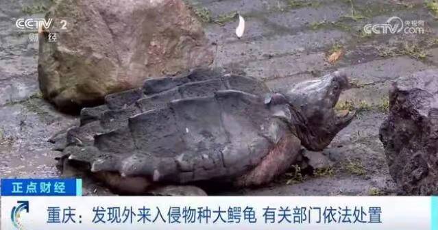 外来物种入侵！重庆发现巨型乌龟。
