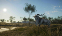 （焦点）《猎人：荒野的召唤》全新的澳大利亚狩猎DLC将于6.20推出