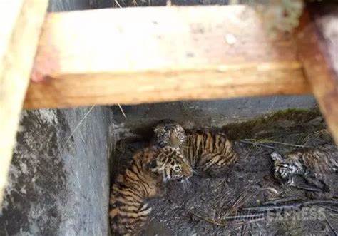 小老虎在动物园被淹死？是自发还是人为？