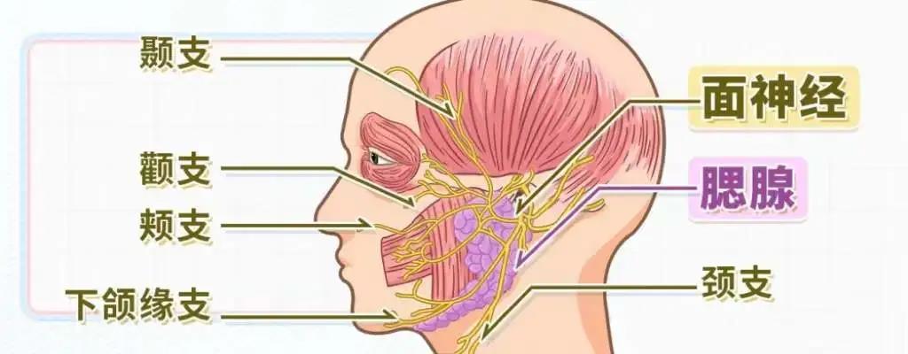 面神经与腮腺的解剖图图片