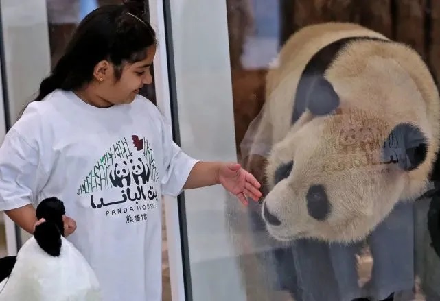 萌翻了！卡塔尔熊猫馆正式对众开放