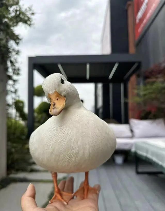 离谱！名贵宠物鸭散步被掳差点成老鸭煲